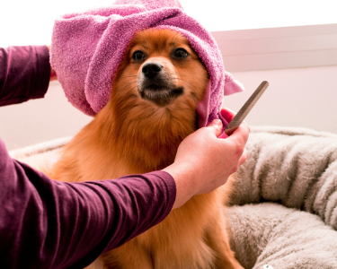 Cão sendo tosado com cuidado por uma groomer