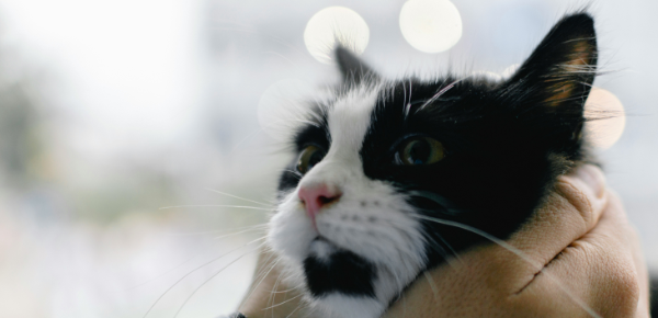 Gato sendo examinado com cuidado por um profissional
